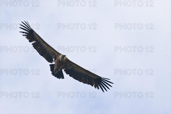 Griffon Vulture