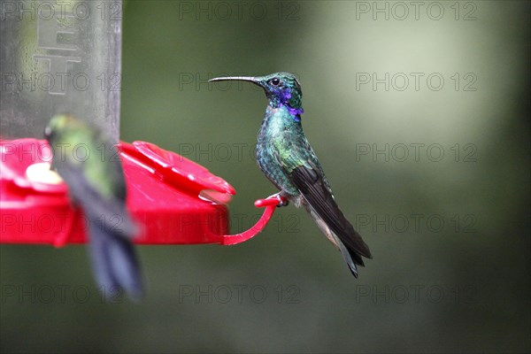 Hummingbird