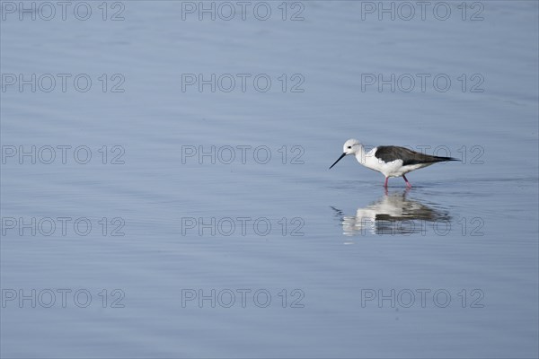 Black-winged Black-winged Stilt