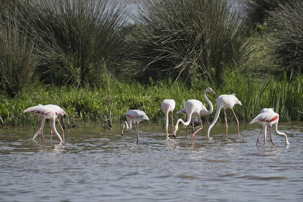 Greater flamingos