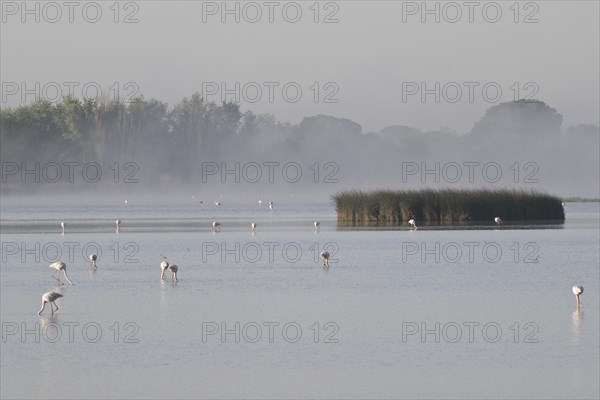 Greater flamingos