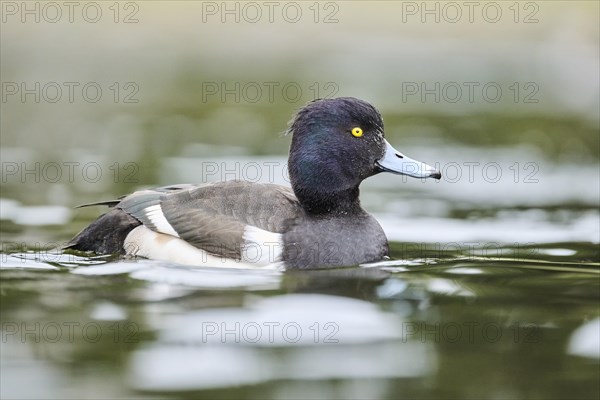 Tufted pochard