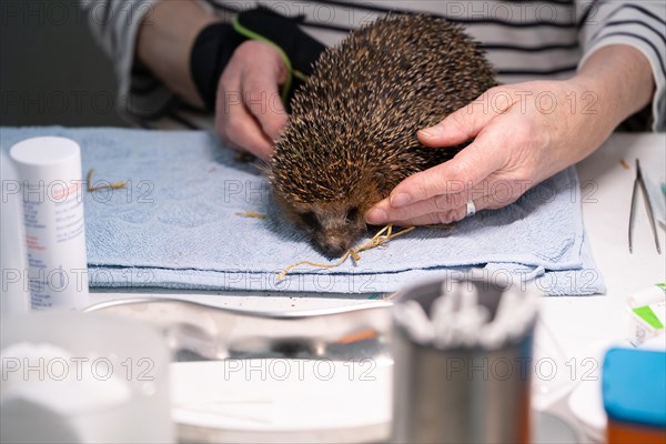 European hedgehog