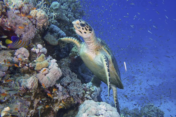 Hawksbill sea turtle