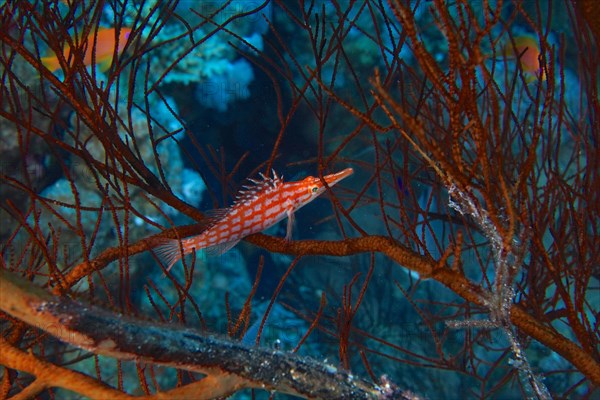 Longnose hawkfish