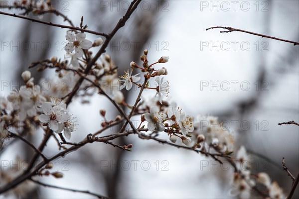 Apple quince