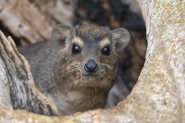 Rock Hyrax