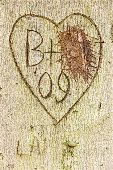 Carving in tree bark