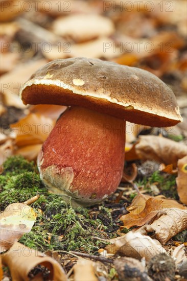 Dotted stem bolete