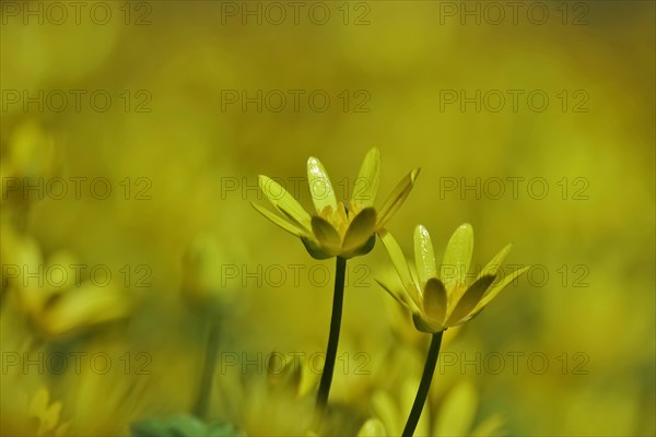 Lesser Celandine