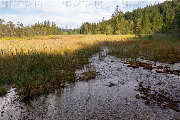 Pfruehlmoos nature reserve and bird sanctuary