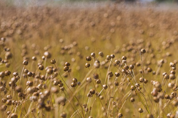 Agriculture field with linseed