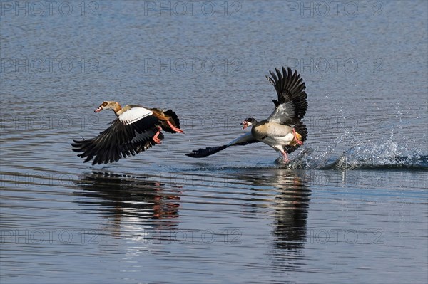 Egyptian goose