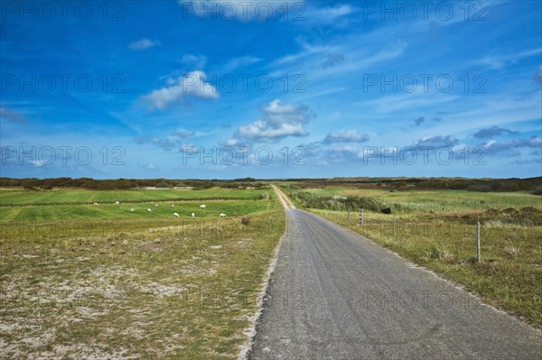 View on integral nature reserve on dutch island Texel with road leading through meadows and flock of sheep freely grazing in front of blue summer sky