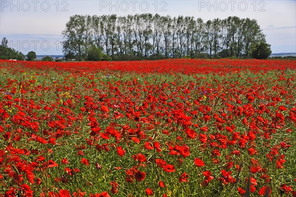 Blooming poppy flower