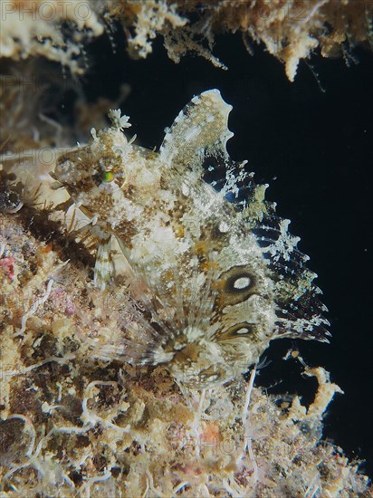 Close-up of sabre-tooth blenny