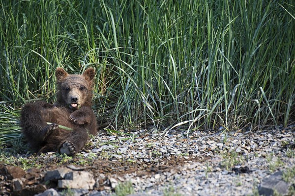 Young grizzly bear