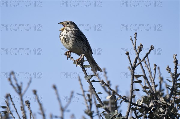 Corn Bunting