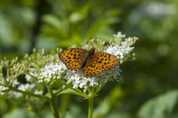 Silver-washed fritillary