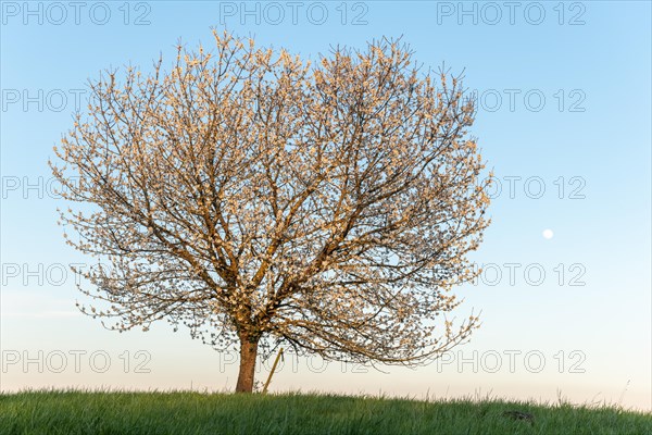 Apple tree in bloom in meadow at full moonrise at dusk. Alsace