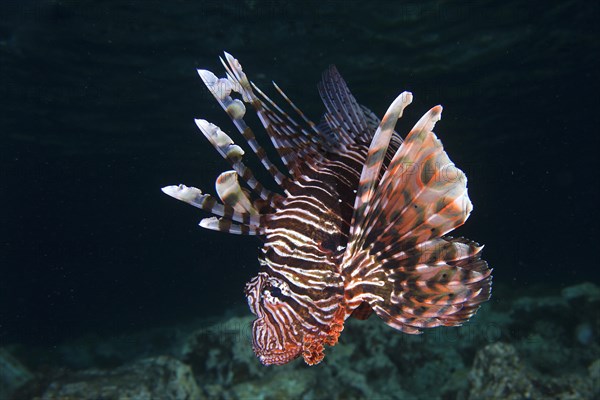 Pacific red lionfish