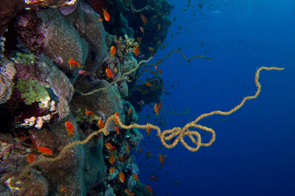 Twisted wire coral