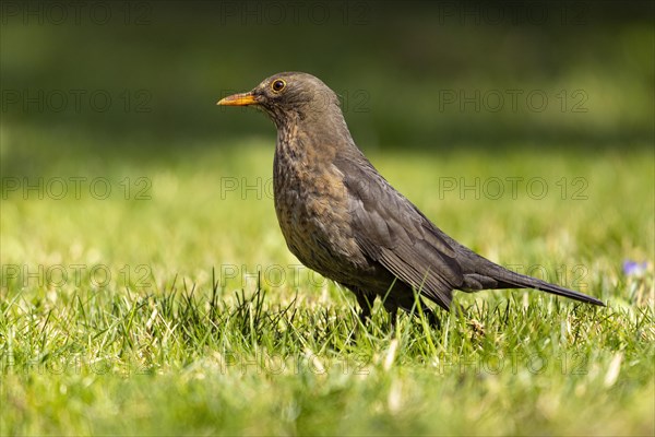 Blackbird