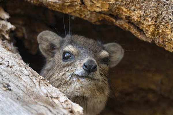 Rock Hyrax