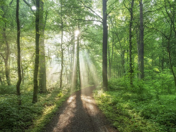 Hiking trail through light-flooded natural beech forest