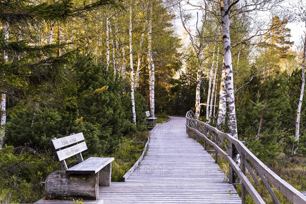 A boardwalk in the Wildseemoor in the evening