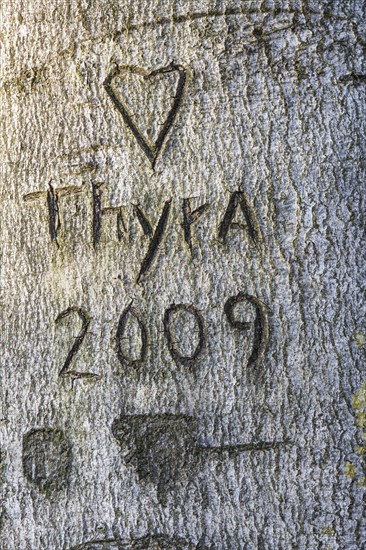 Carving in tree bark