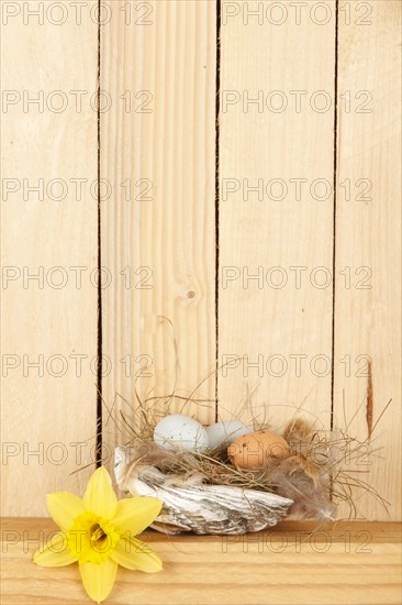 Easter nest from a shell with some Easter eggs