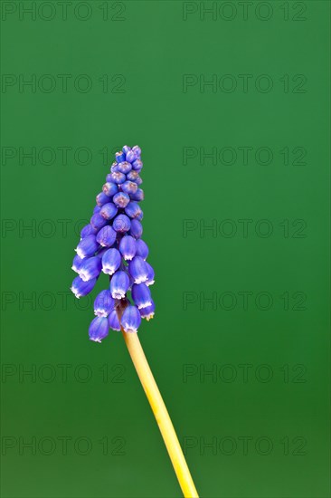 Grape hyacinth