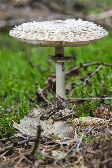 Parasol mushroom