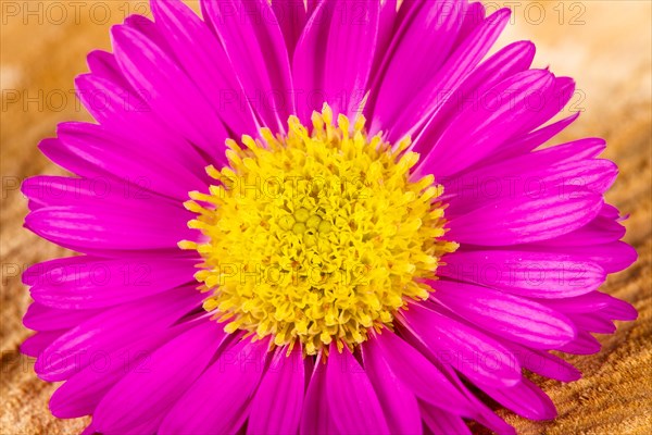 Aster flower