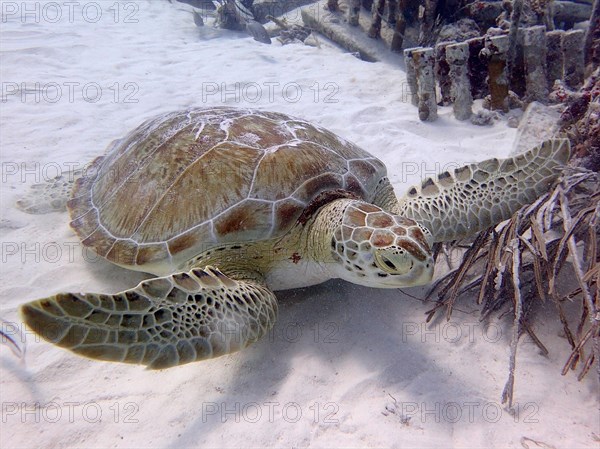 Green turtle