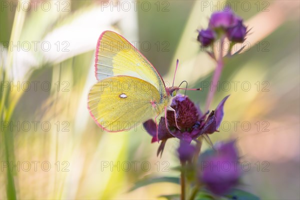 Palaeno sulphur