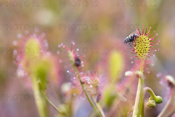 Oblong-leaved sundew