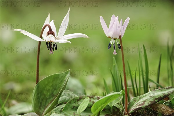 Dog's tooth violet