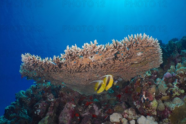 Pharaoh's antler coral