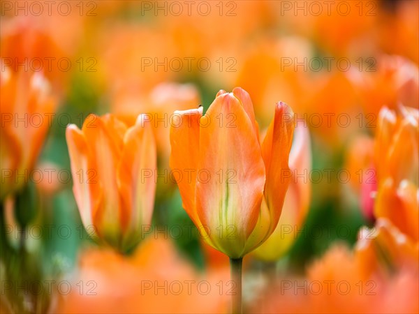 Tulip