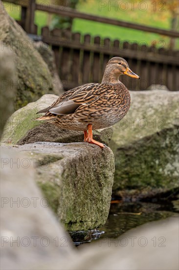Duck in the spa gardens