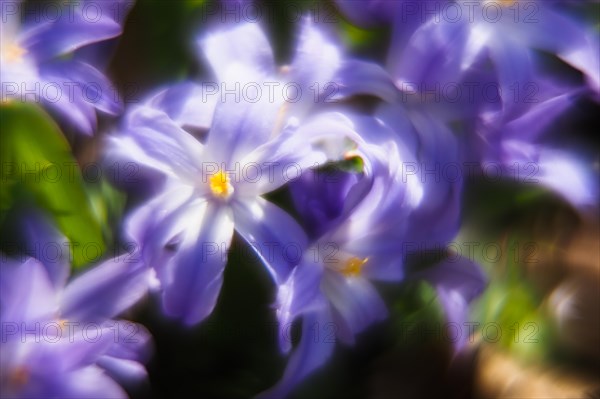 Common star hyacinth