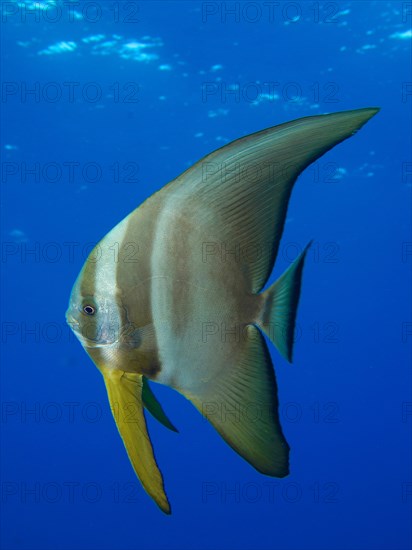 Juvenile roundhead batfish