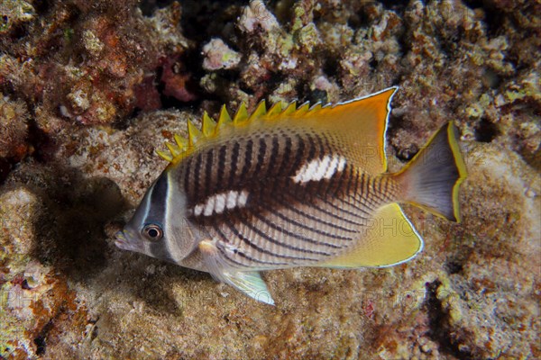 Night colouring of chevron butterflyfish