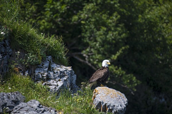 Bald Eagle