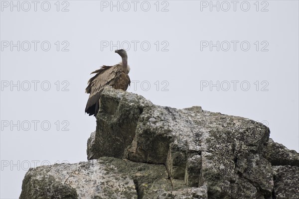 Griffon Vulture