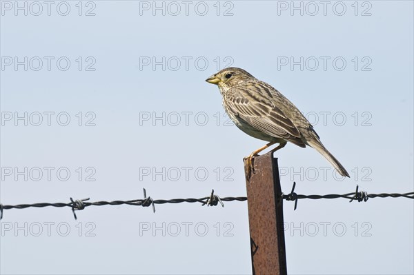 Corn Bunting