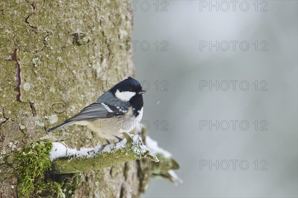 Coal tit