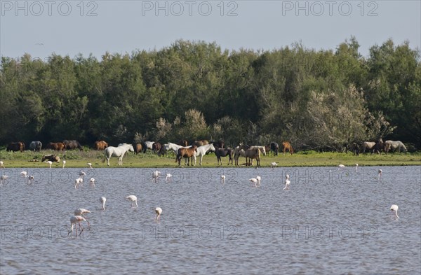 Greater flamingos